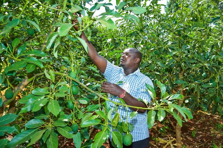 Kiragu Njuguna from Bigfarm at his avocado farm at Mutithi, Kirinyaga county