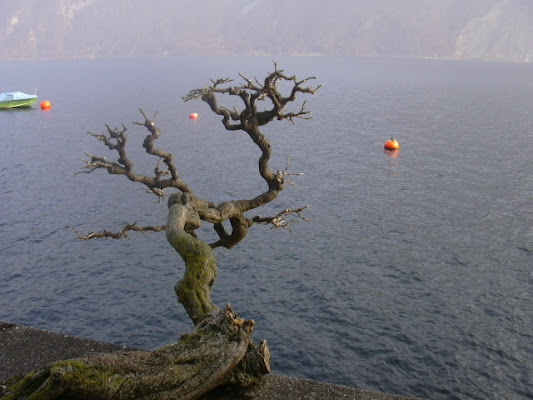 Albero a ridosso sul lago di cafferina