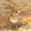 Oregon Junco (female)