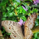 Grey Pansy