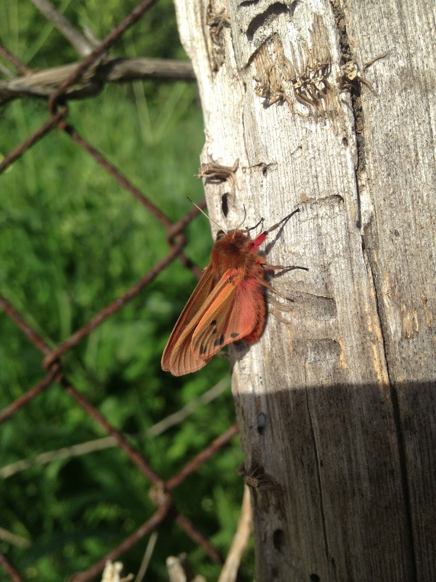 Ruby Tiger Moth