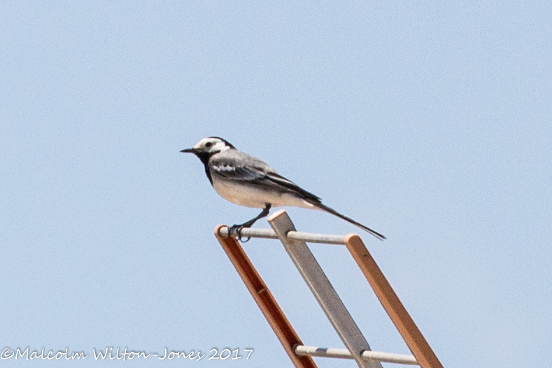 White Wagtail; Lavandera Blanca