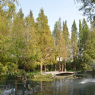 菁芳園 Tenway Garden／花園餐廳／落羽松