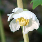 Mayapple