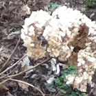 Dried Hydrangeas