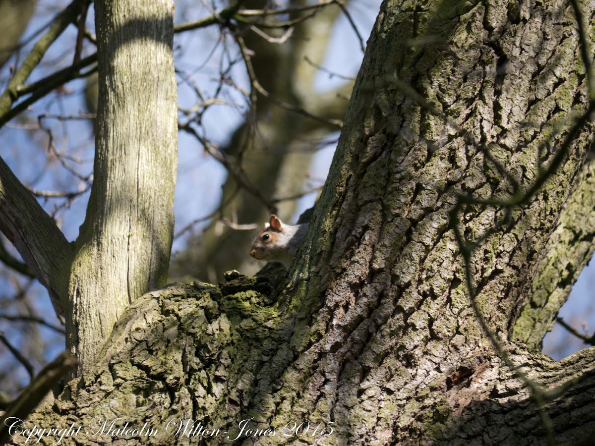 Grey Squirrel