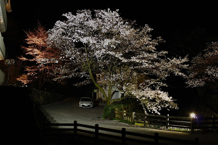86の夜桜コラボ・車が好きな人と繋がりたい・86BRZオーナーさんと繋がりたい・スポーツカー好きな人と繋がりたい・桜とコラボに関するカスタム事例の投稿画像1枚目