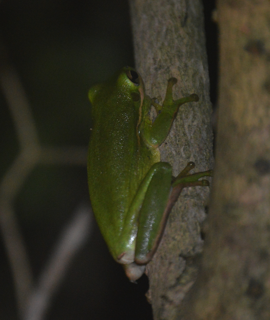 Green treefrog