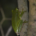 Green treefrog