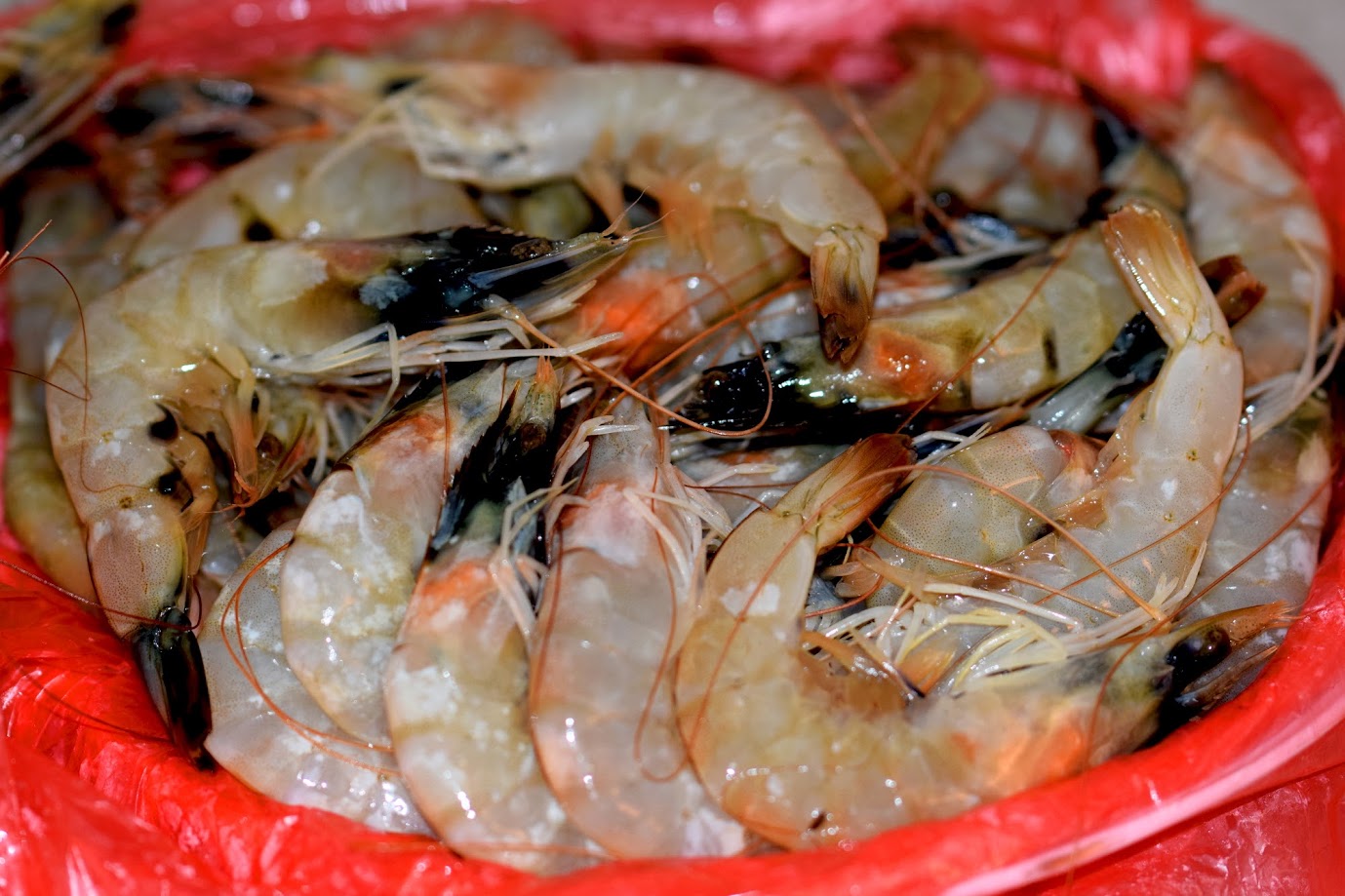 gambori, shrimps, montenegro