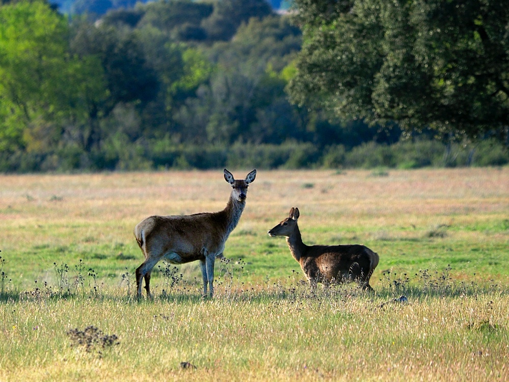 Ciervo común (Red deer)