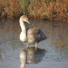 Mute swan