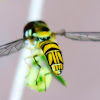 Hoverfly