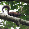 Ardilla centroamericana (Variegated squirrel)