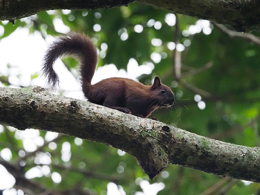 Ardilla centroamericana (Variegated squirrel)