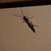 Longhorn Beetle