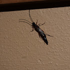 Longhorn Beetle