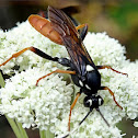 Large Ichneumon Wasp