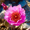 Beavertail cactus