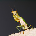 Praying Mantid