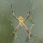 Silver argiope