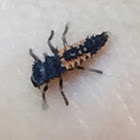 Multicolored Asian Ladybeetle larva