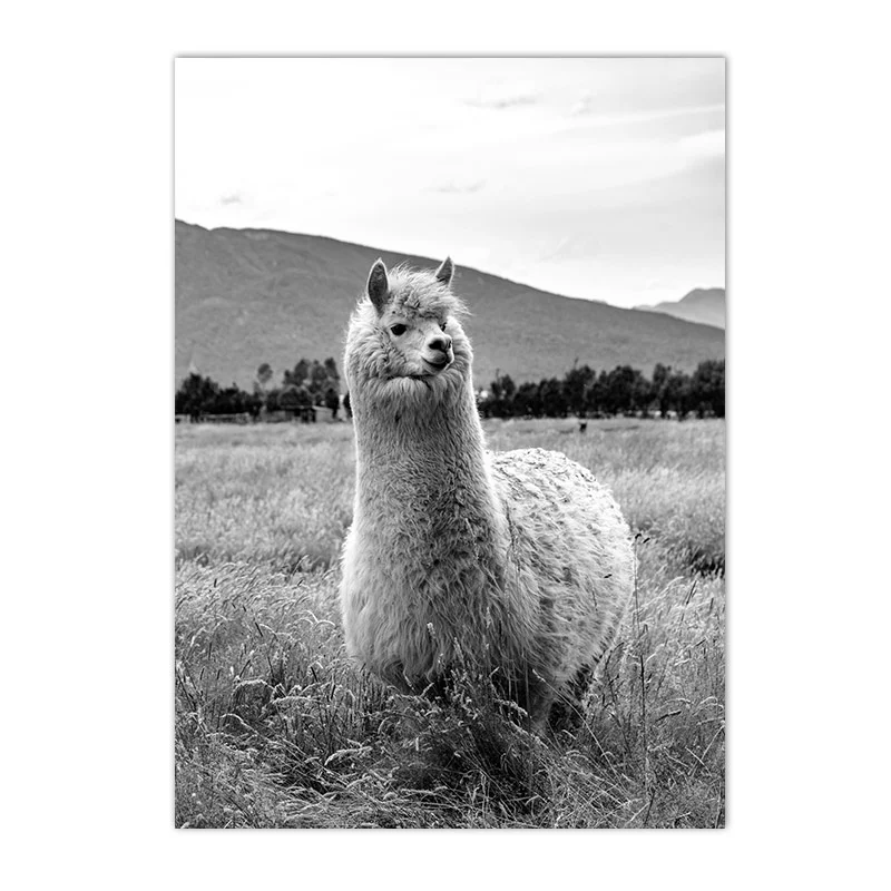 Title 2, Zwart-wit dierenposter met kameel canvas print,...