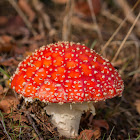 Fly Agaric