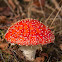 Fly Agaric