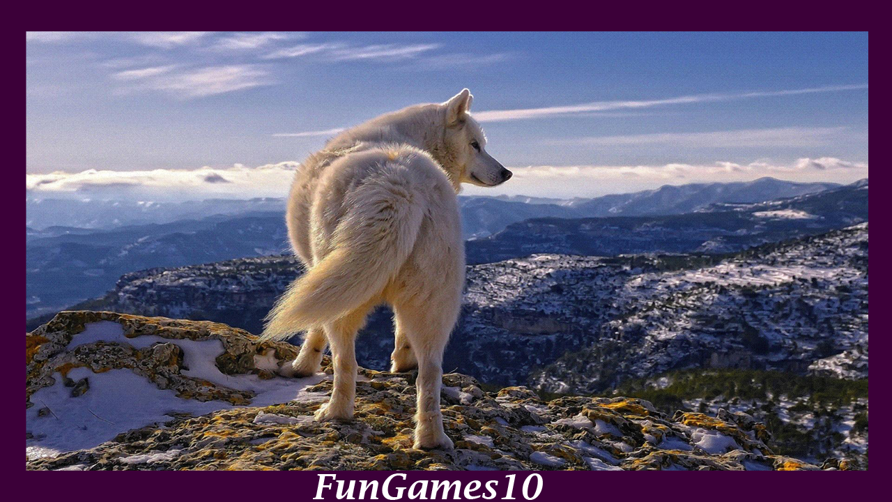 White Wolf Live Wallpaper Apl Android Di Google Play