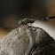 Green marsh hawk