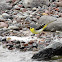 Grey Wagtail