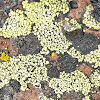 Map Lichen