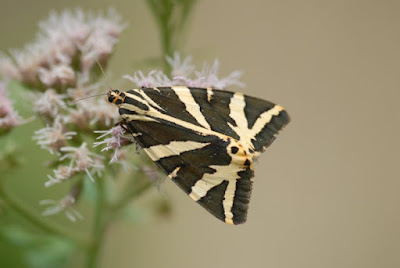 Farfalla su Fiore di Pomello