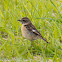 Stonechat; Tarabilla Común