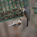 tufted titmouse