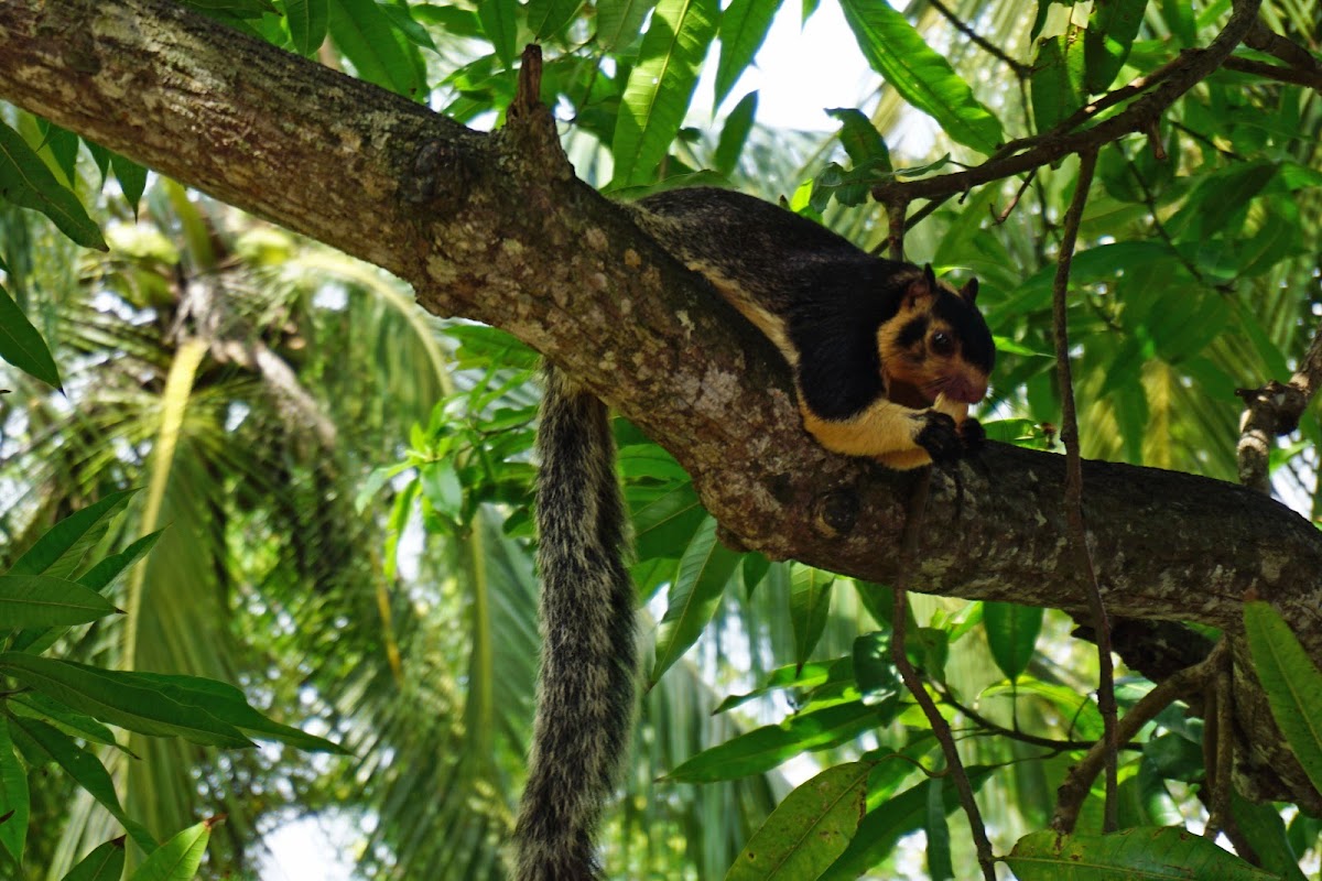 Indian giant squirrel