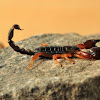 Largeclawed Scorpion,Butcher scorpion