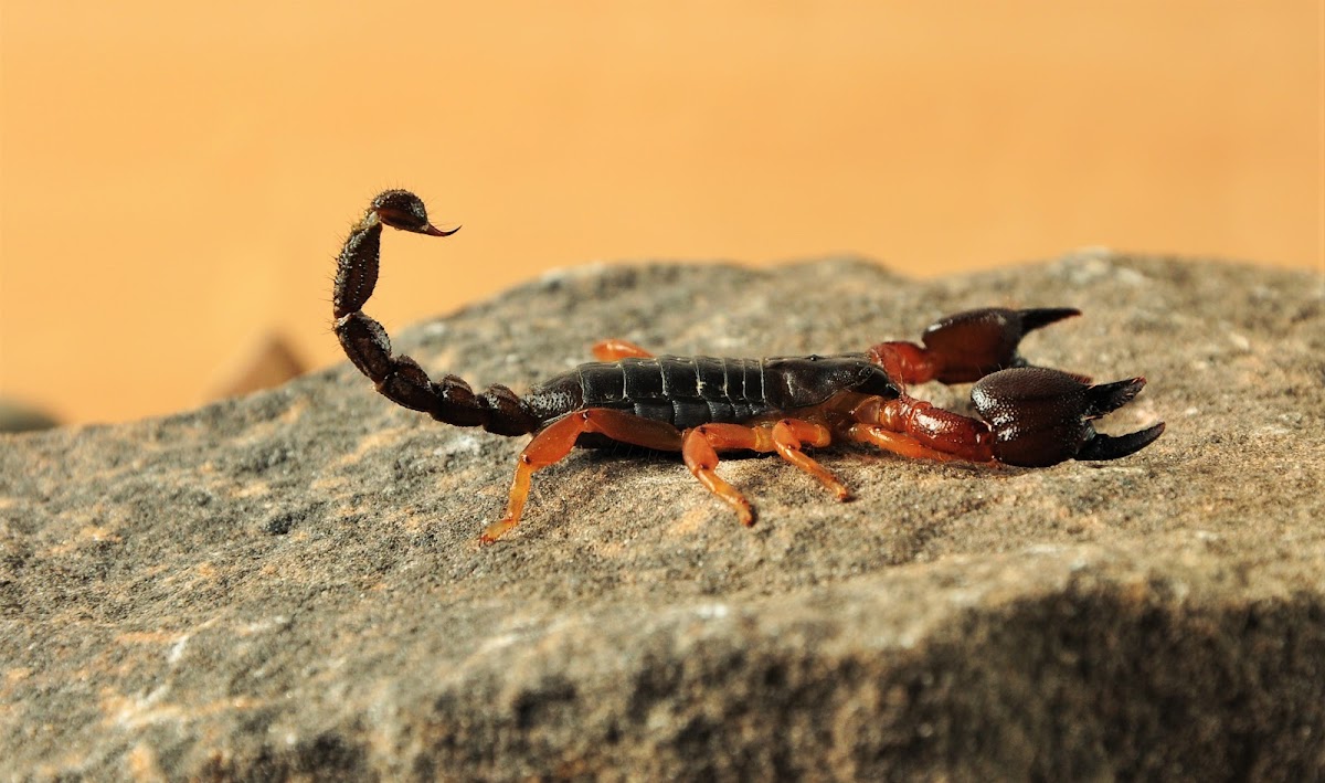 Largeclawed Scorpion,Butcher scorpion