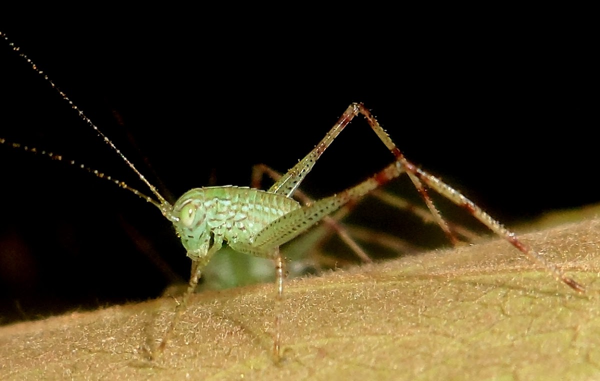 Angle-wing katydid