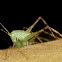 Angle-wing katydid