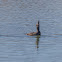 White Winged Scoter