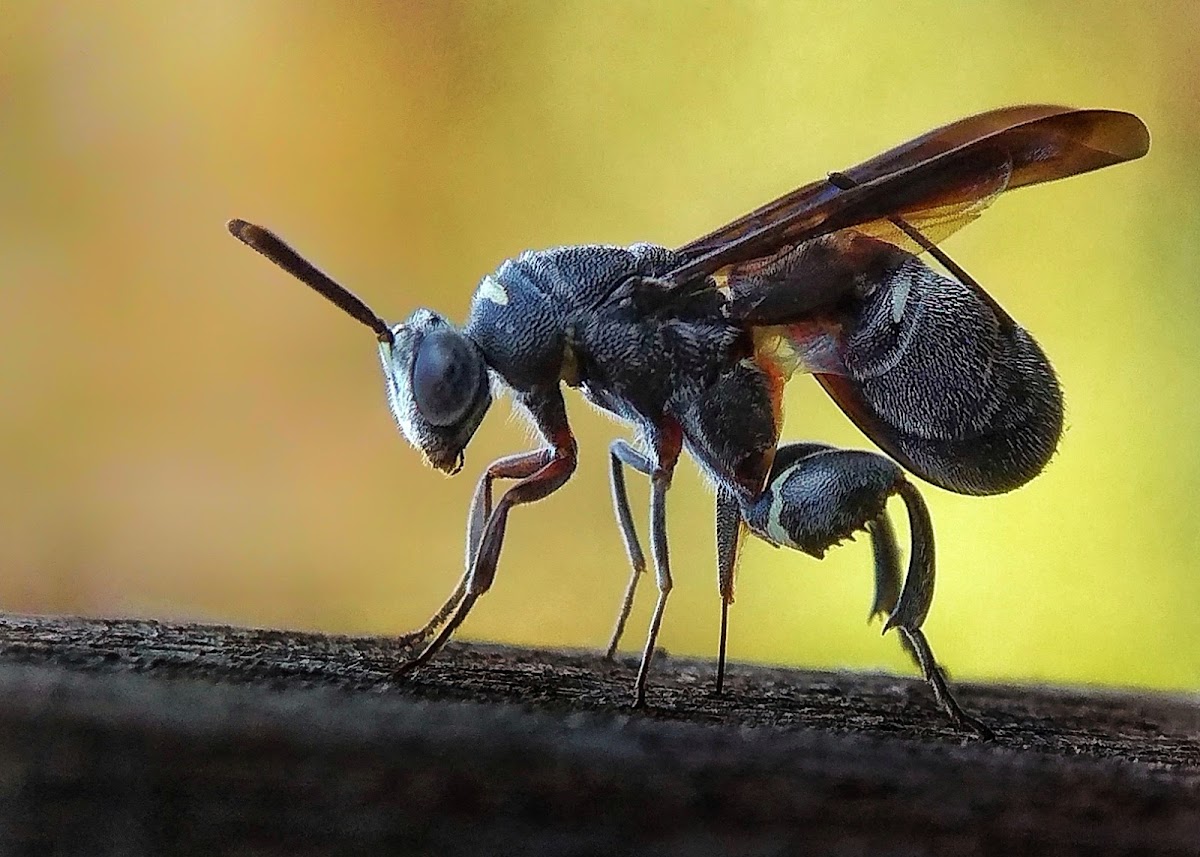 Chalcidoid Wasp