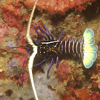 Spiny Lobster