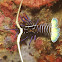 Spiny Lobster