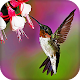Hummingbird Live Wallpaper (Backgrounds) Download on Windows