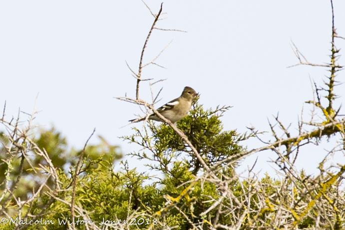 Chaffinch