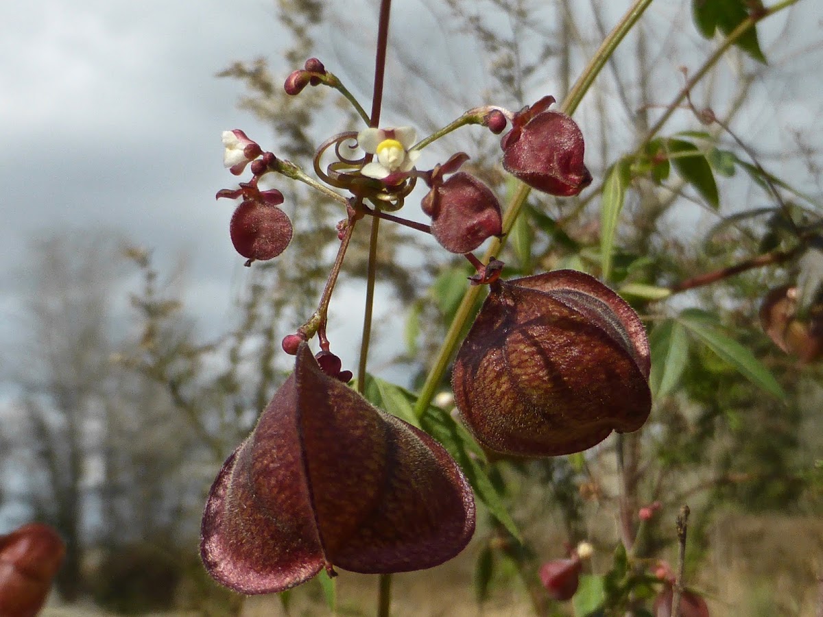 Balloon Vine