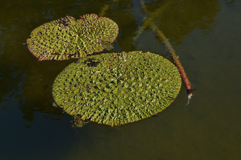 Foglie acquatiche di Wilmanna