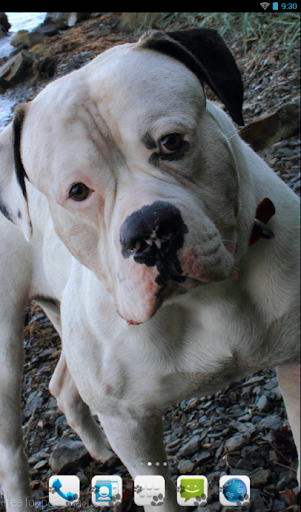 American Bulldog Theme - Nova